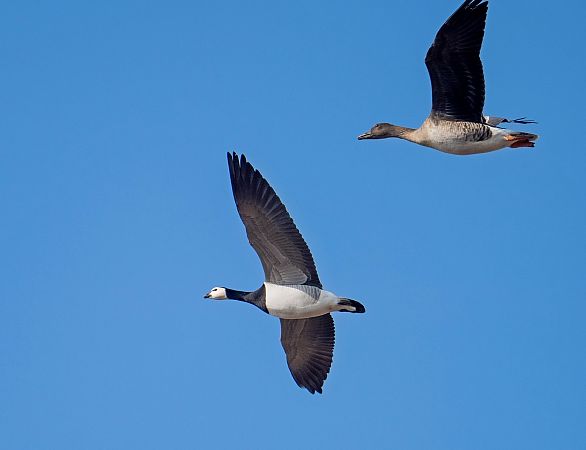 bernikla białolica  - Grzegorz Grygoruk
