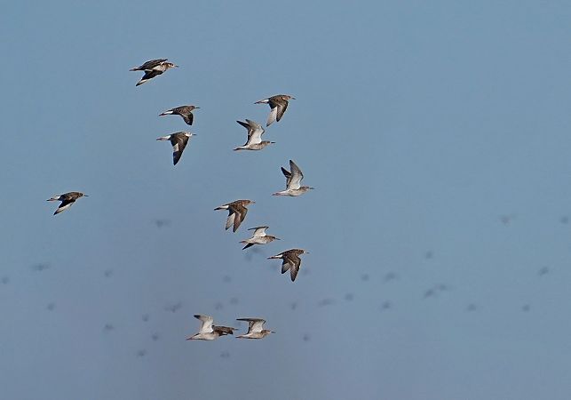 batalion  - Grzegorz Grygoruk