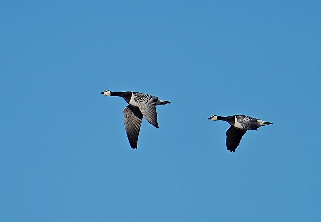 Weisswangengans  - Grzegorz Grygoruk