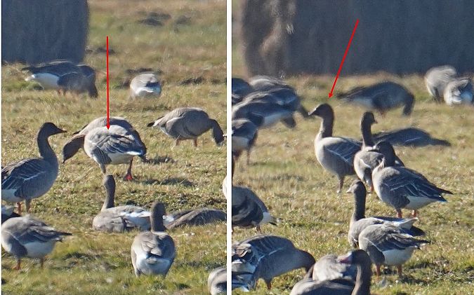 Kurzschnabelgans  - Grzegorz Grygoruk