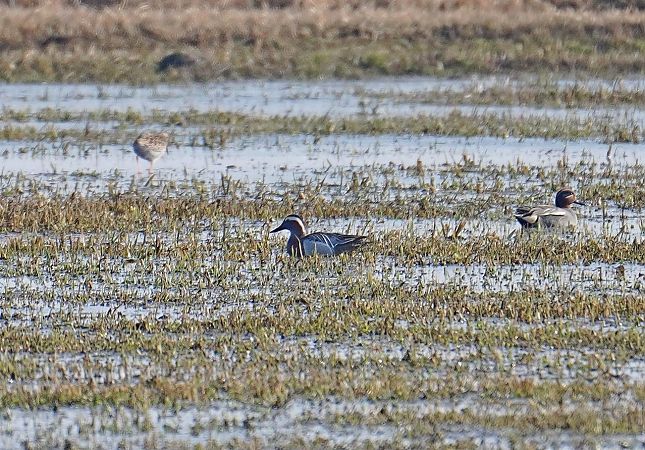 cyranka  - Grzegorz Grygoruk