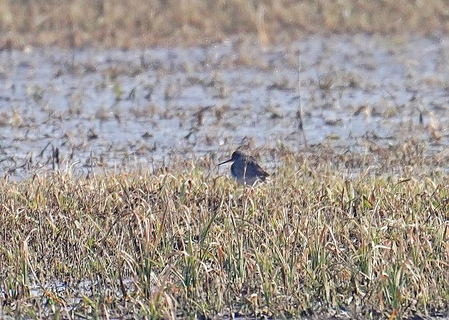 krwawodziób  - Grzegorz Grygoruk