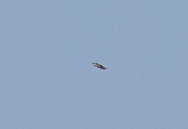 górniczek  - Grzegorz Grygoruk