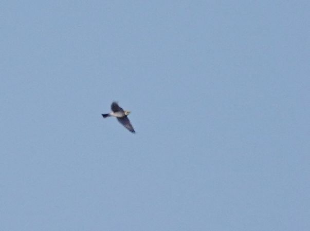 Ohrenlerche  - Grzegorz Grygoruk