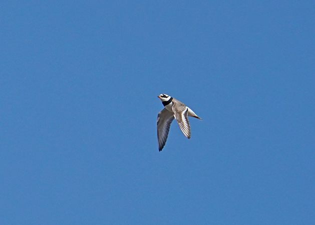 sieweczka obrożna  - Grzegorz Grygoruk