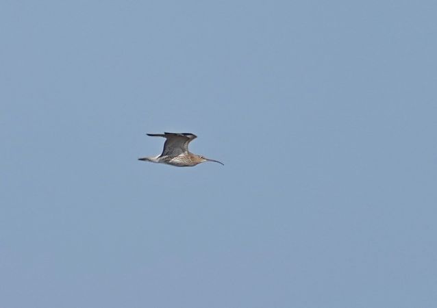 kulik wielki  - Grzegorz Grygoruk