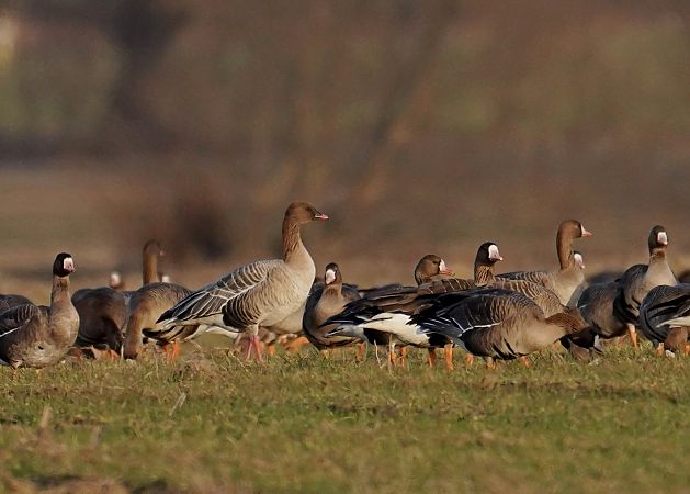 gęś krótkodzioba  - Grzegorz Grygoruk