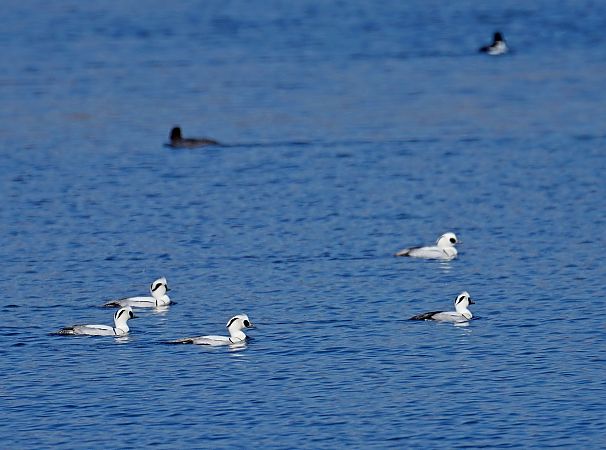 bielaczek  - Grzegorz Grygoruk