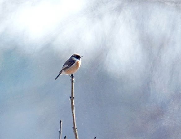 kląskawka  - Grzegorz Grygoruk