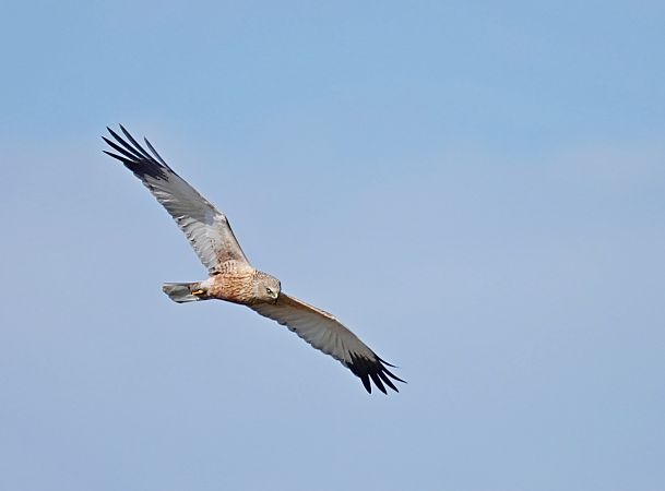 błotniak stawowy  - Grzegorz Grygoruk