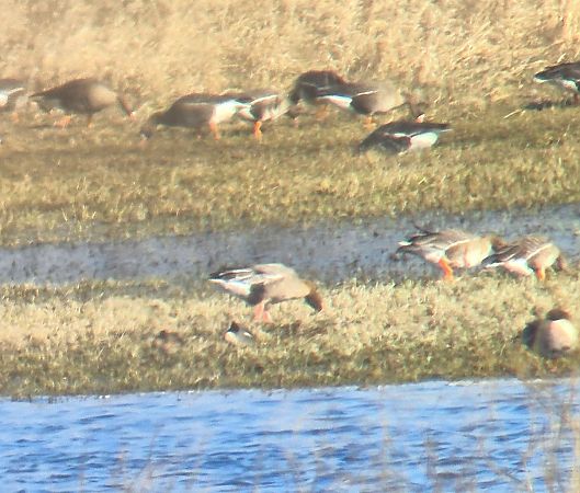 gęś krótkodzioba  - Grzegorz Grygoruk