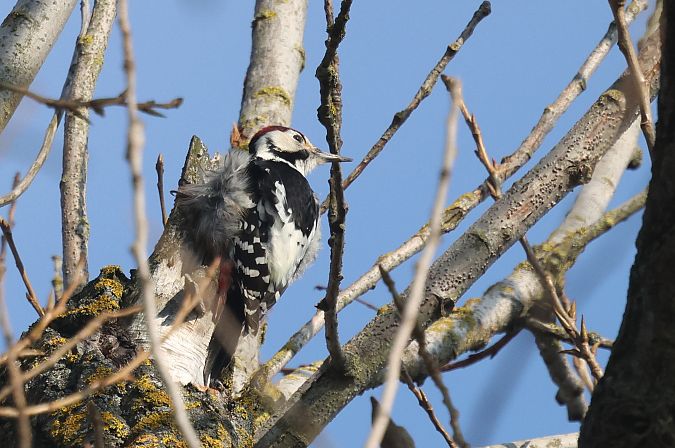 Weissrückenspecht  - Łukasz Krajewski