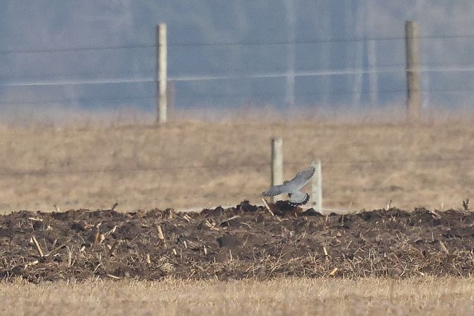 drzemlik  - Łukasz Krajewski