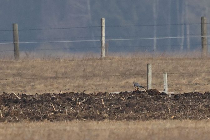 drzemlik  - Łukasz Krajewski