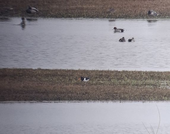 ostrygojad  - Łukasz Krajewski