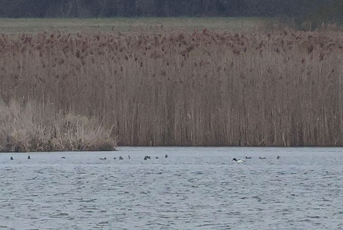 ohar  - Łukasz Krajewski