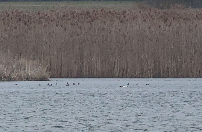 ohar  - Łukasz Krajewski