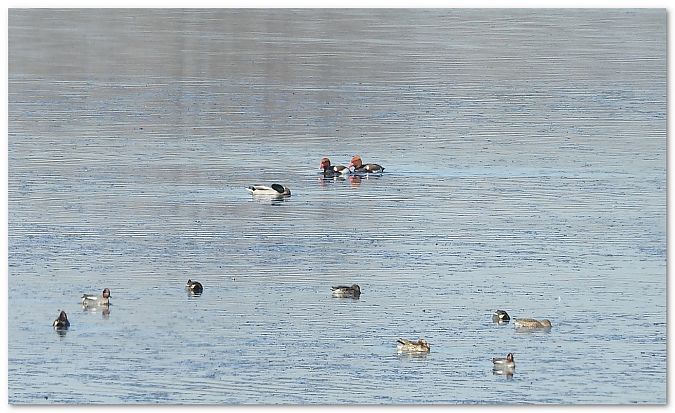 Kolbenente  - Piotr Gajewski