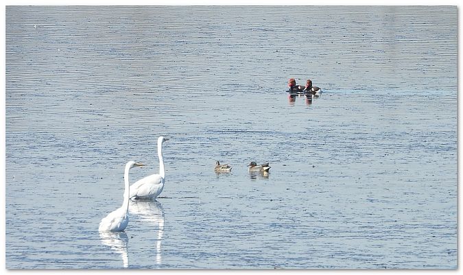 Nette rousse  - Piotr Gajewski