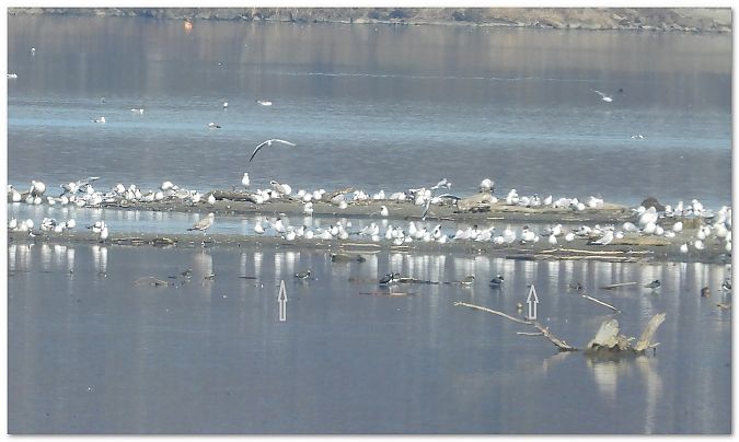 Schwarzkopfmöwe  - Piotr Gajewski