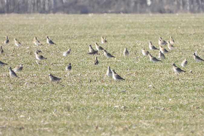 siewka złota  - Justyna Krawczyk