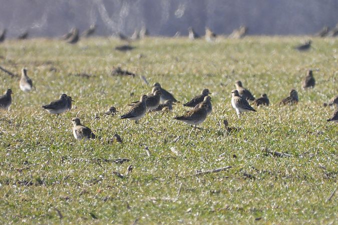 Goldregenpfeifer  - Justyna Krawczyk