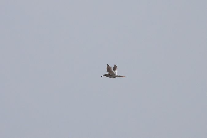 krwawodziób  - Justyna Krawczyk