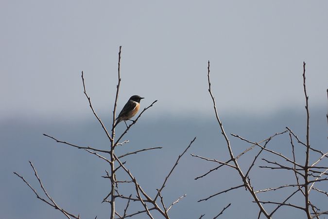 Schwarzkehlchen  - Justyna Krawczyk