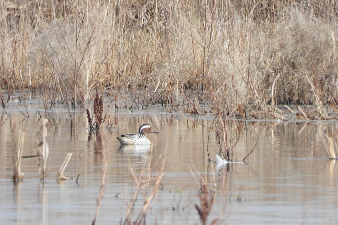 cyranka  - Justyna Krawczyk