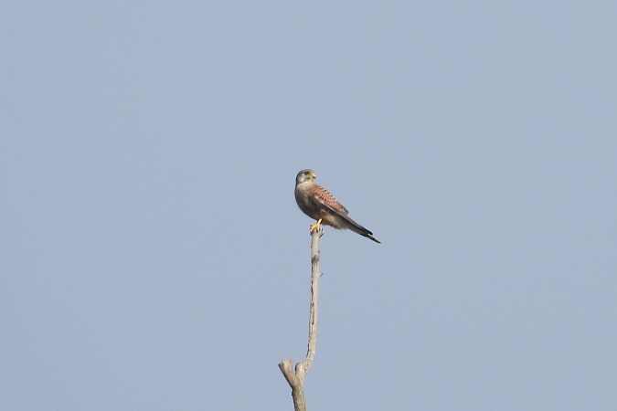 pustułka  - Justyna Krawczyk