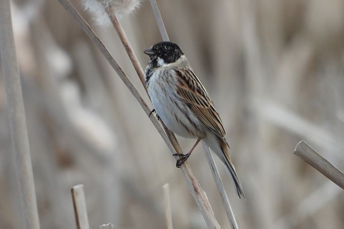 potrzos  - Justyna Krawczyk