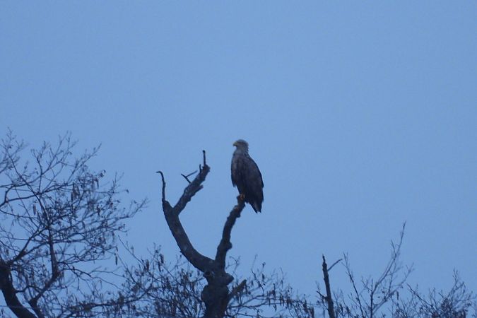 bielik  - Justyna Krawczyk