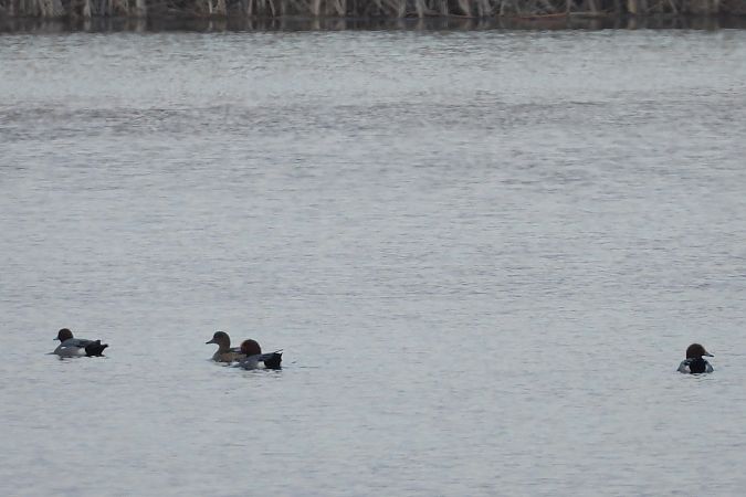 świstun  - Justyna Krawczyk