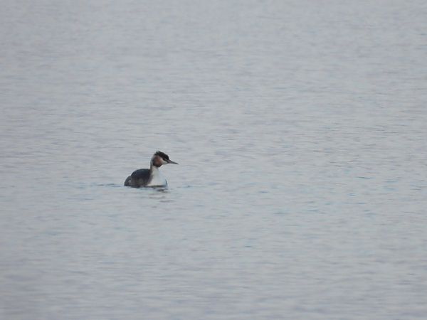 perkoz dwuczuby  - Justyna Krawczyk