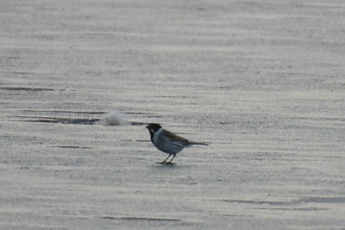 potrzos  - Justyna Krawczyk