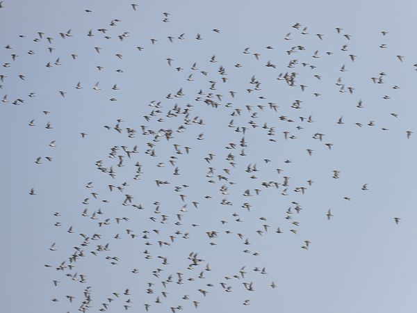 siewka złota  - Justyna Krawczyk