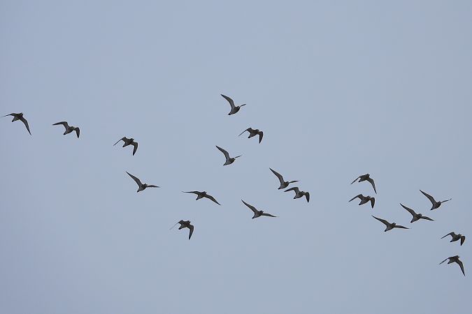 Goldregenpfeifer  - Justyna Krawczyk