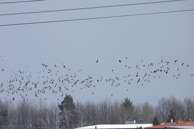 Goldregenpfeifer  - Justyna Krawczyk