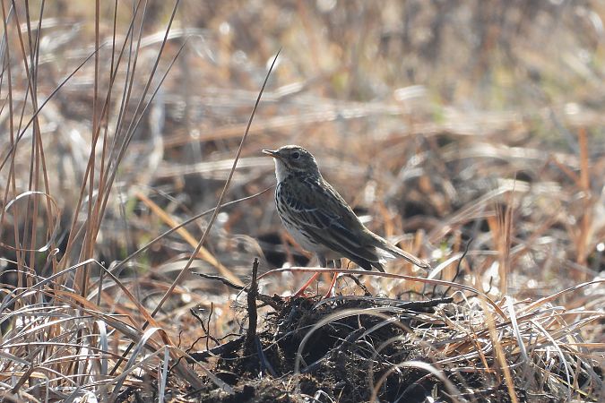 świergotek łąkowy  - Justyna Krawczyk