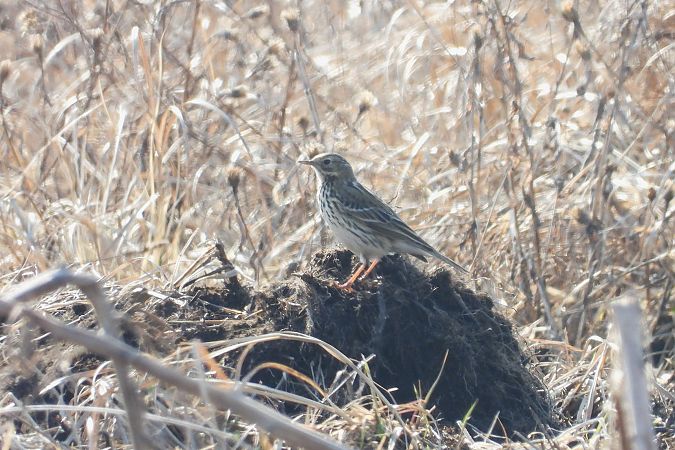Wiesenpieper  - Justyna Krawczyk