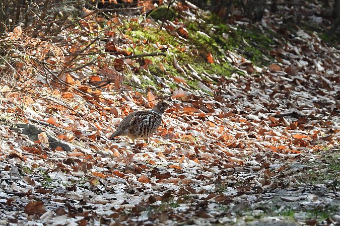 jarząbek  - Justyna Krawczyk