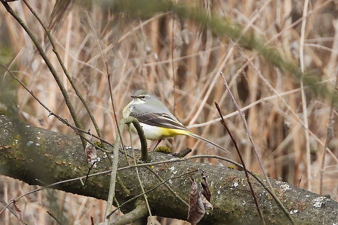 Gebirgsstelze  - Justyna Krawczyk