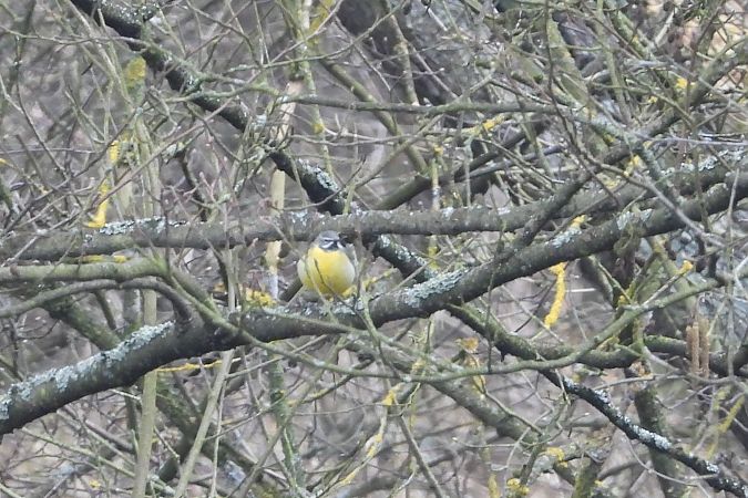 Bergeronnette des ruisseaux  - Justyna Krawczyk