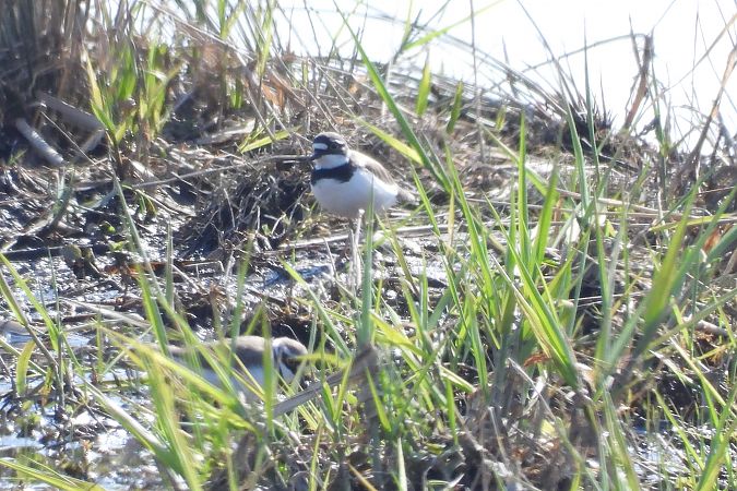 sieweczka rzeczna  - Justyna Krawczyk
