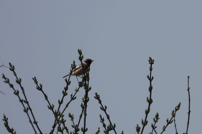 kląskawka  - Justyna Krawczyk