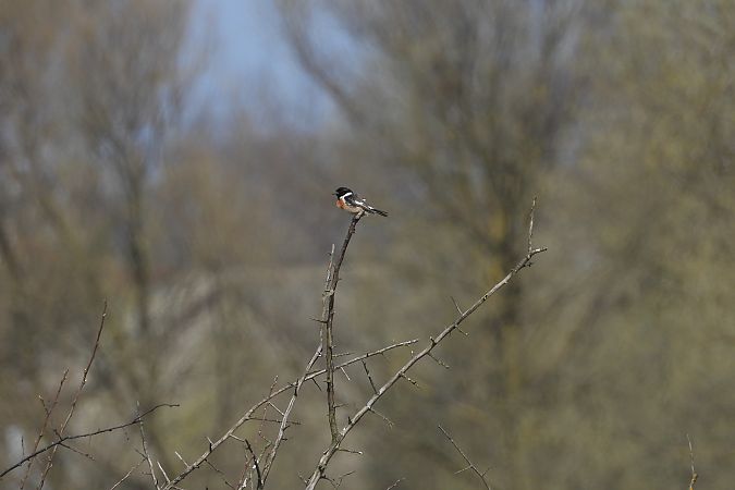 kląskawka  - Justyna Krawczyk