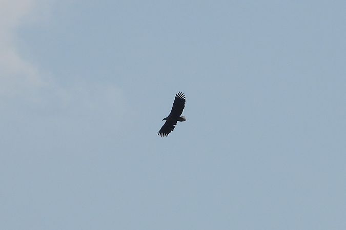 bielik  - Justyna Krawczyk