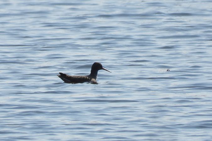 krwawodziób  - Justyna Krawczyk