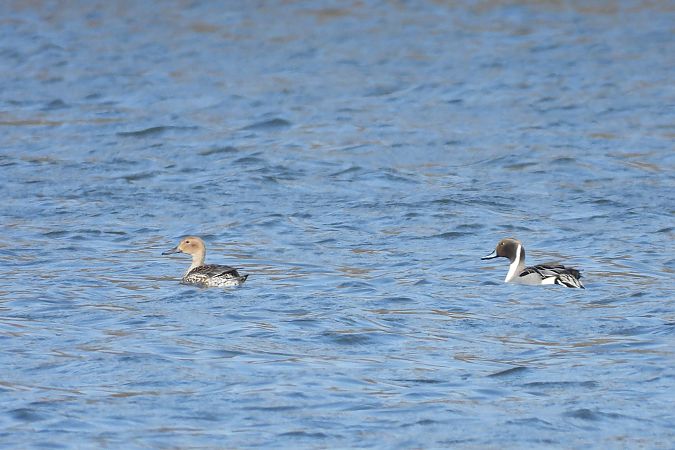 rożeniec  - Justyna Krawczyk