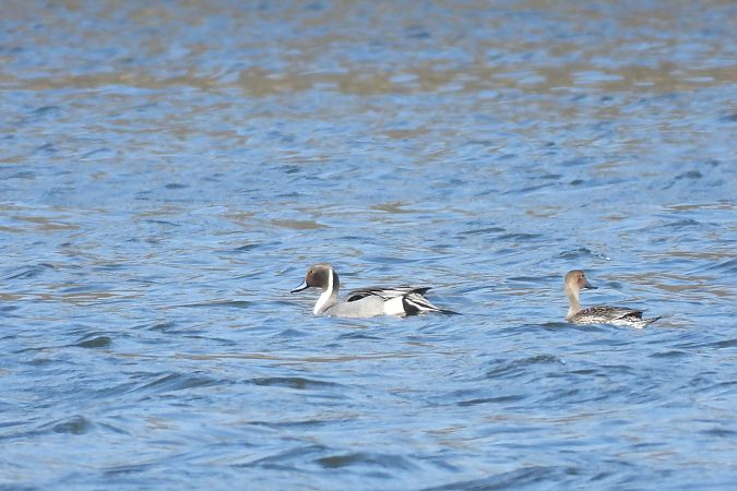 Spiessente  - Justyna Krawczyk